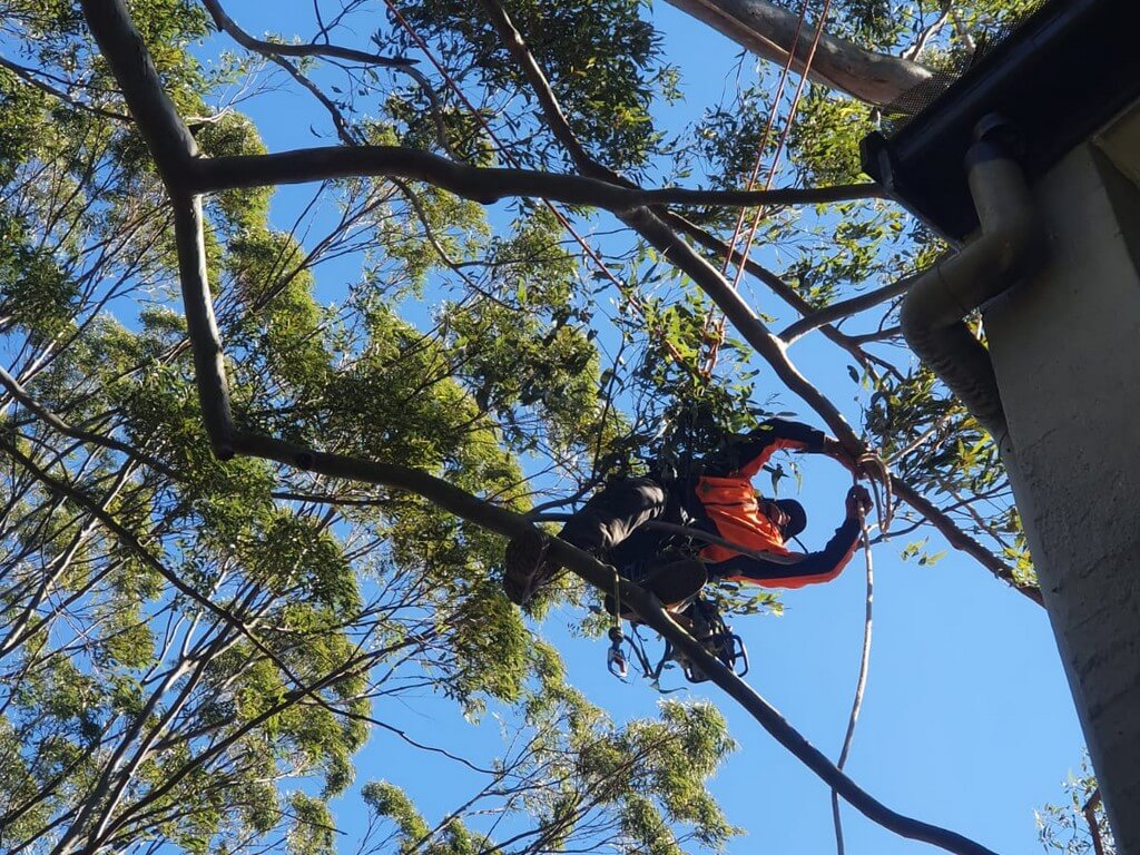 How you can find the best tree removal services in your local area?