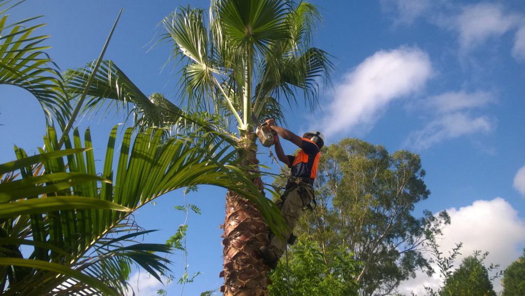 Why get Tree Removal Services from an Experienced Company?
