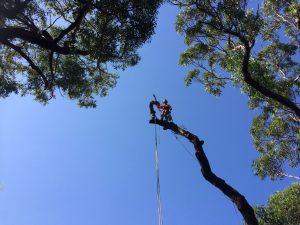 How to Find the Best Quality of Tree Removal Services?