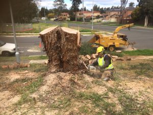Tree Care Services from a Licensed Experts