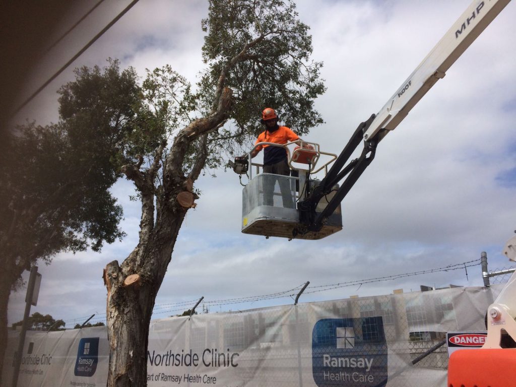 Details to Find in a Professional Tree Removal Company